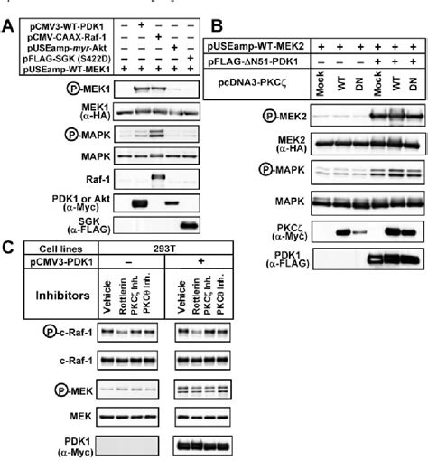 Figure From Involvement Of Phosphoinositide Dependent Protein