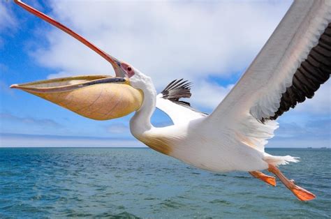 Premium Photo Close Up Of Pelican Flying