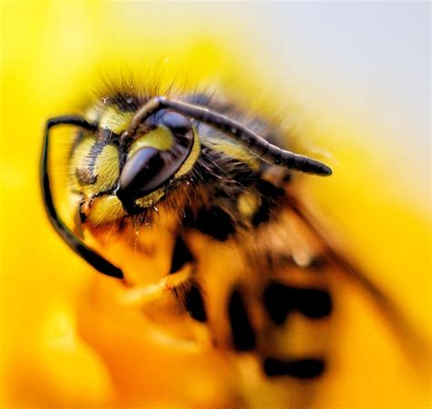 Premium Photo Close Up Of Bee On Yellow Flower