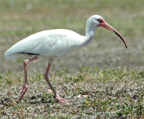 Small Wild Animals In Florida At Chris Stevens Blog