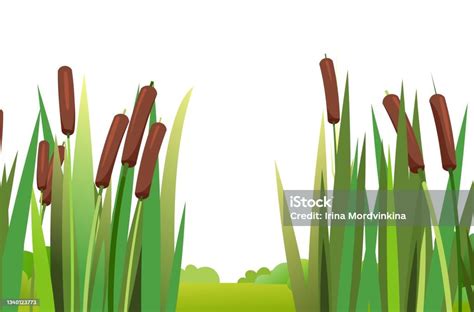 Reed And Cattail Isolated Element Of Summer Swampy Wild Landscape Hills