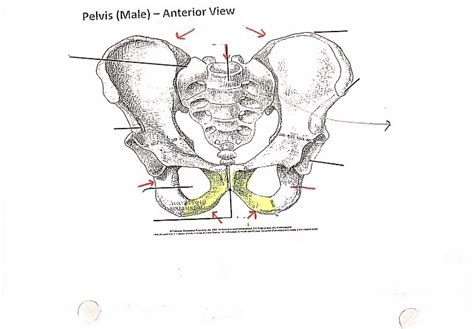 Pelvis Anterior View Diagram Quizlet