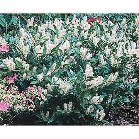 1-Gallon White Otto Luyken Cherry Laurel Foundation/Hedge Shrub in Pot (L14686) at Lowes.com