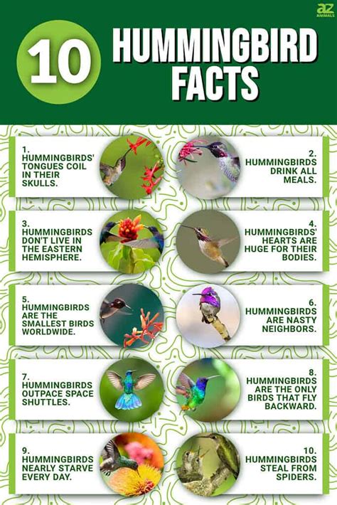 10 Incredible Hummingbird Facts Az Animals