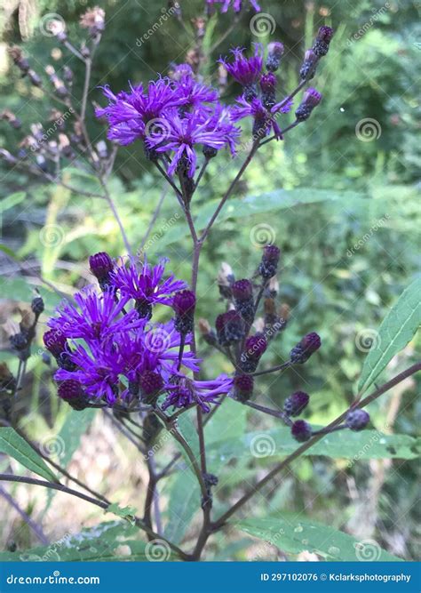 Tall Purple Ironweed Wildflowers - Vernonia Gigantea Stock Photo
