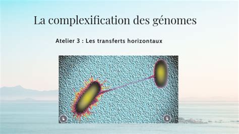 T Spe Svt Complexification Des G Nomes