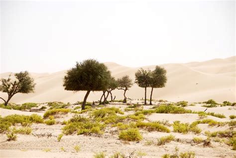 Desert Ecosystem Types And Components