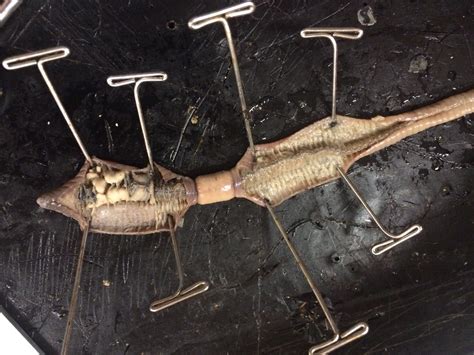 Earthworm Dissection Lab - STEM MARIN Portfolio: Katie