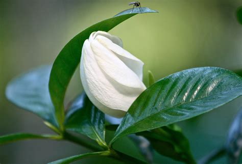 Sweet Southern Days Gardenias In Bloom