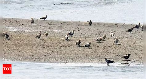 A Rare Delight Flock Of 53 Egyptian Vultures Sighted In Delhi Delhi