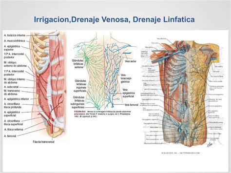 Pared Abdominal Anterolateral Posteriorpptx Ppt