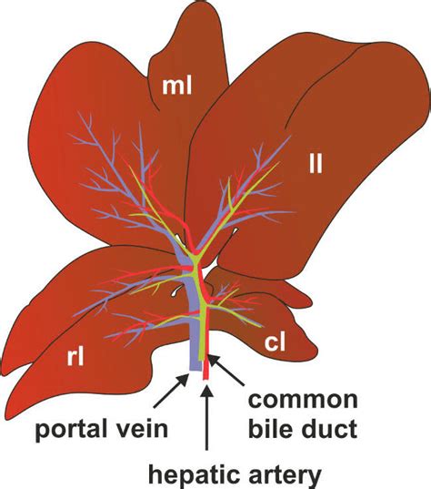 Hepatic Duct Anatomy