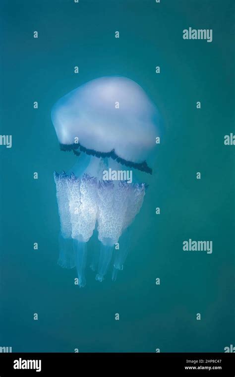 Muestra De Medusas Con Tapa De Cubo De La Basura Rhizostoma Pulmo