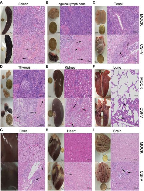 Frontiers Classical Swine Fever Virus Infection Induces Endoplasmic Reticulum Stress Mediated