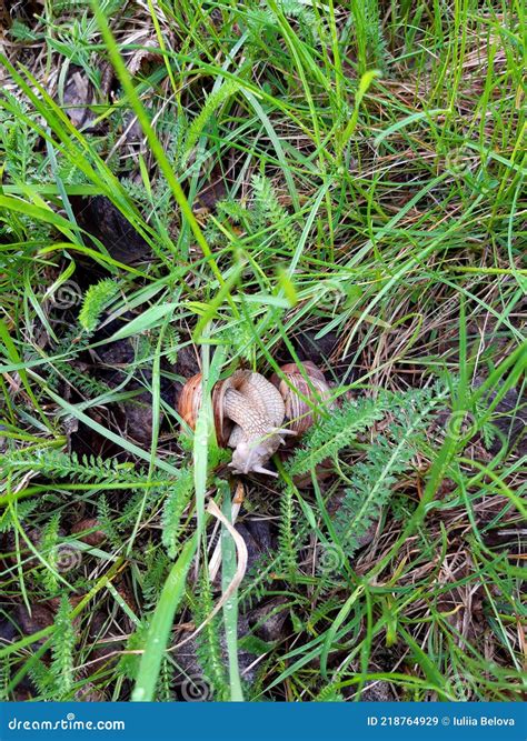 Garden Snails In The Grass Mating And Reproduction May Stock Image