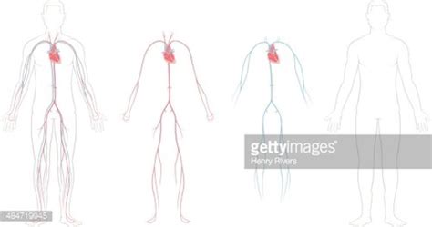 Cardiovascular System Stock Clipart Royalty Free Freeimages