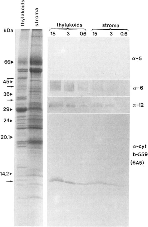 Polypeptide composition of the stroma lamellae fraction. Left two ...