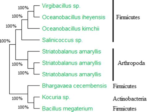 Phylogram Constructed Using The Neighbor Joining Method By Calculating