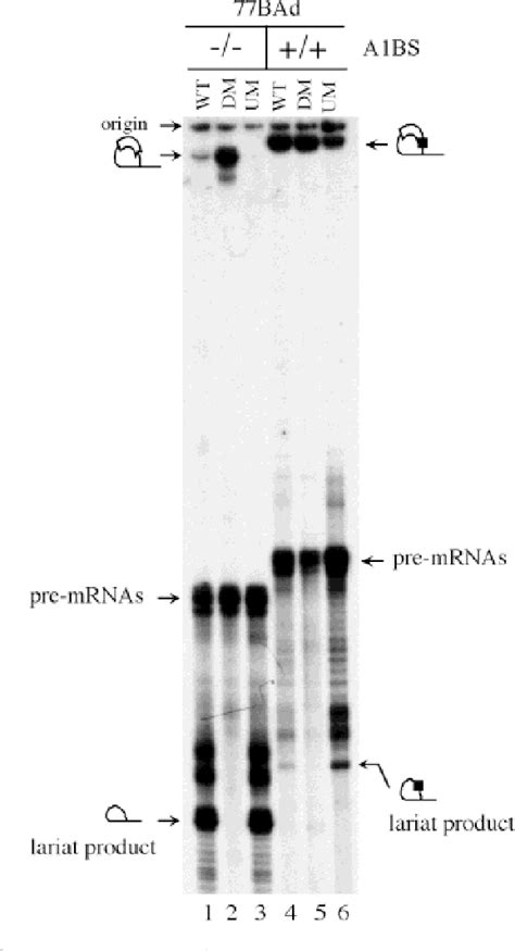 Figure 4 From High Affinity HnRNP A1 Binding Sites And Duplex Forming