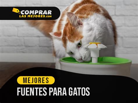 8 Mejores Fuentes Para Hidratar A Tus Gatos De 2023