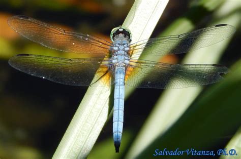 Odonata Libellulidae Pachydiplax Longipennis Blue Dasher B Urban