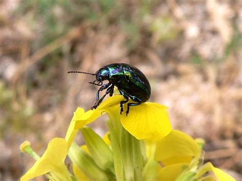 Rainbow Leaf Beetle