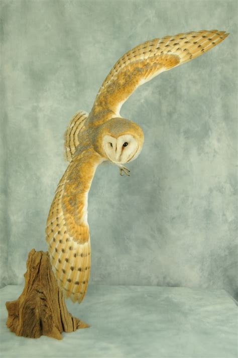 Barn Owl 8423 - UK Bird Small Mammal Taxidermist Mike Gadd