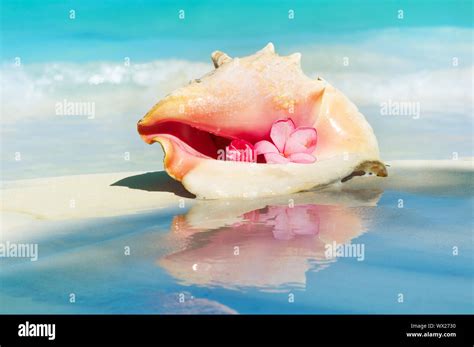 Conch Shell On The Beach Sand Caribbean Stock Photo Alamy