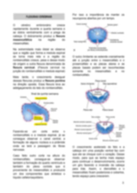 SOLUTION Histologia Embriologia Do Sistema Nervoso Studypool