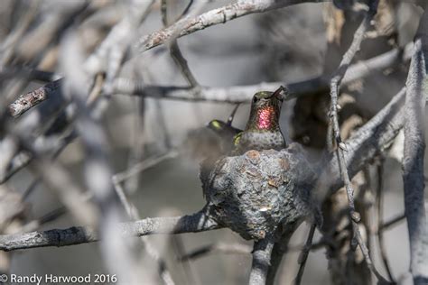 Anna S Hummingbird From Madrona Marsh Torrance On March 09 2016 By