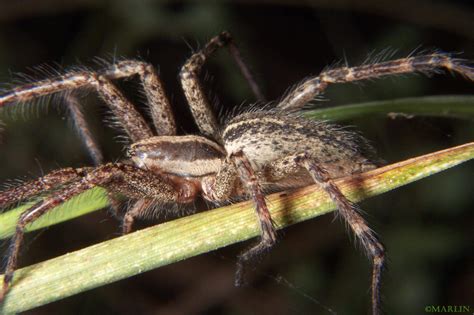 Grass Spider Agelenopsis North American Insects And Spiders