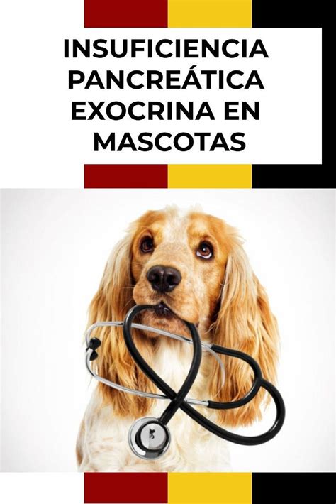 Insuficiencia pancreática exocrina en mascotas La insuficiencia