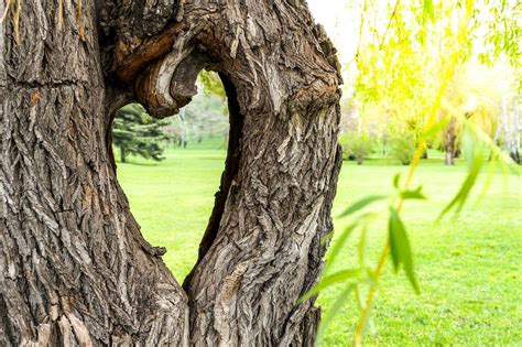 Most Beautifully Unique Trees And Forest In The World