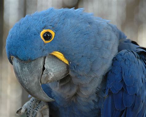 Hyacinth Macaw The Largest Parrot In The World