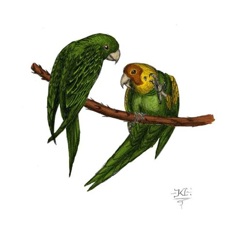 Carolina Parakeet Dinosaurs Pictures And Facts