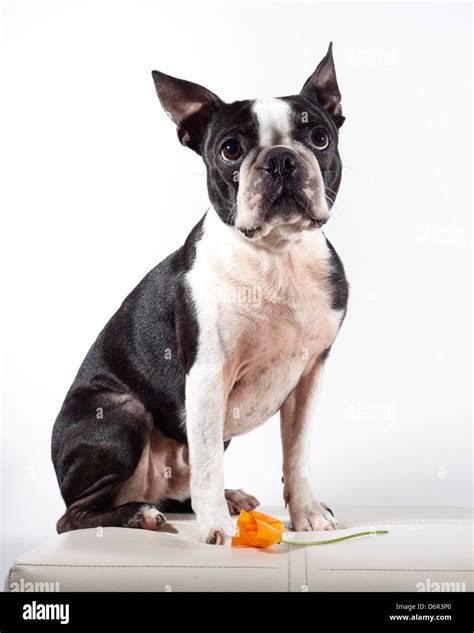 Portrait Of A Boston Terrier Stock Photo Alamy