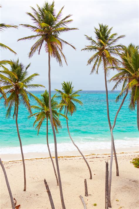 Tropical Beach With Palm Trees Free Stock Photo Public Domain Pictures