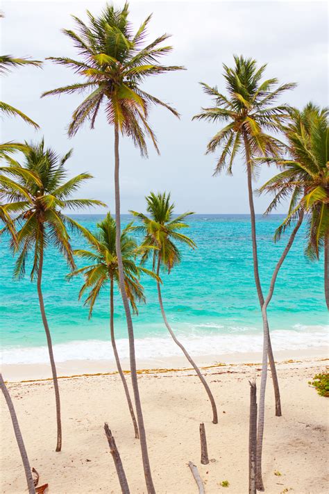 Tropical Beach With Palm Trees Free Stock Photo - Public Domain Pictures