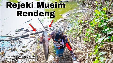 Rejeki Nomplok Minggu Hujan Di Selokan Saja Dapat Ikan Gabus Lele