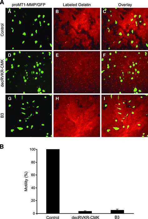 Inhibition Of Furin Mediated Mt1 Mmp Dependent Motility By B3 A