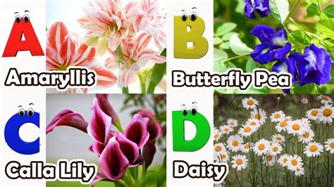 Flowers Alphabet Song Flowers Abc Song A To Z Flowers Names