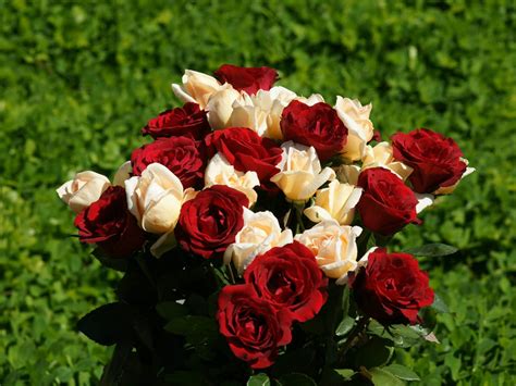 Wallpaper Rose Flowers Wallpapers