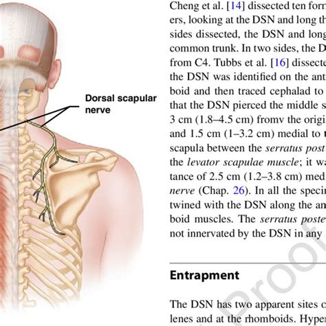 4 Anatomy Of The Dorsal Scapular Nerve Image Courtesy Of Springer Download Scientific Diagram