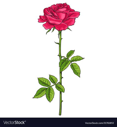 Red Rose Flower With Green Leaves And Stem Vector Image