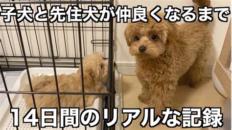 お迎えした子犬と先住犬が仲良くなるまでの14日間の記録【多頭飼い】 動物（犬・猫 他色々）【まとめ動画】