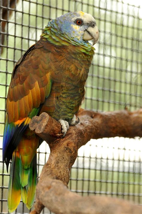 Amazona Guildingii Königsamazone St Vincent Parrot Flickr