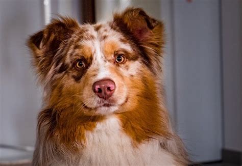 Border Collie Australian Shepherd Mix Breed Information Guide