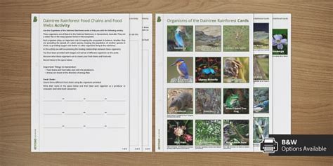 Daintree Rainforest Food Chains And Food Webs Activity