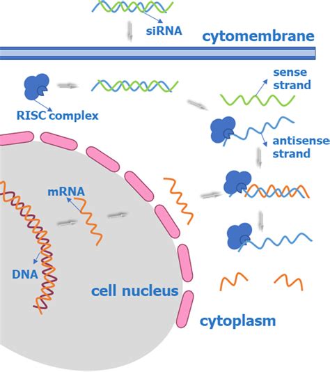 siRNA‐based approaches: siRNA technology employs a double‐stranded RISC ...