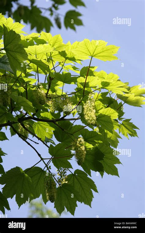 Sycamore Tree Flowers Acer Pseudoplatanus Aceraceae Stock Photo Alamy